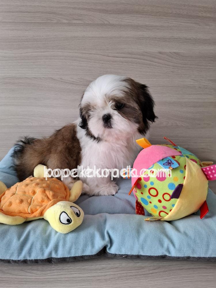 PEKİNEZ CİNSİ YAVRULAR EV ÜRETİMİ – 3. fotoğraf