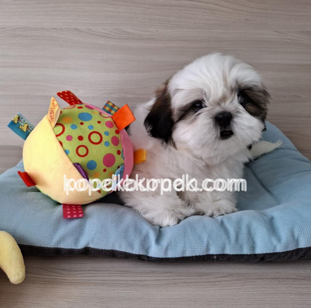 PEKİNEZ CİNSİ YAVRULAR EV ÜRETİMİ – 1. fotoğraf