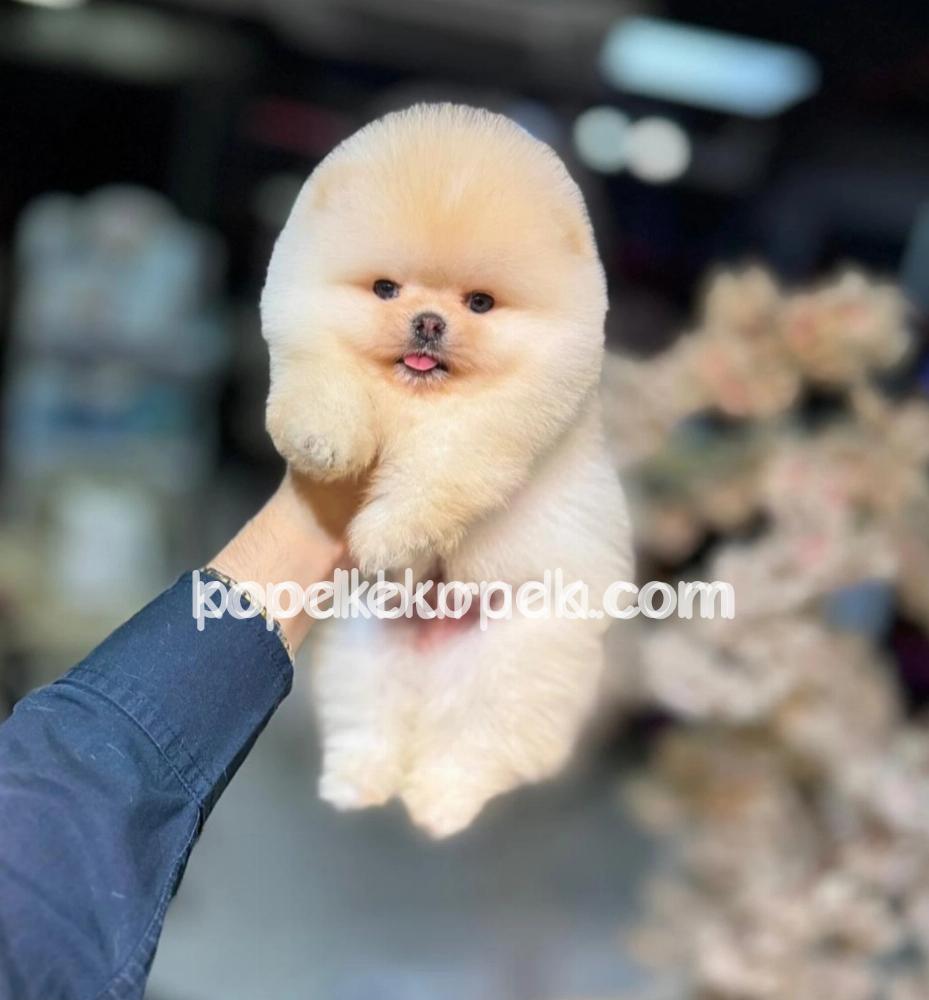 POMERANİAN BOO SEVİMLİ YAVRULAR – 1. fotoğraf