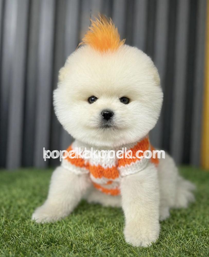 POMERANİAN BOO SEVİMLİ YAVRULAR – 2. fotoğraf
