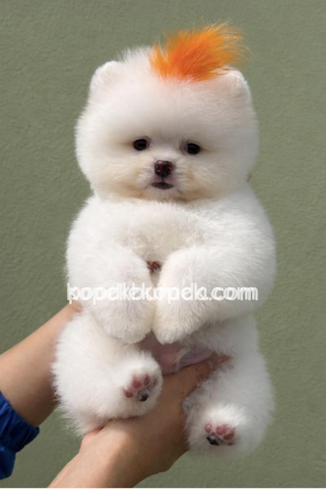 POMERANİAN BOO SEVİMLİ YAVRULAR – 3. fotoğraf