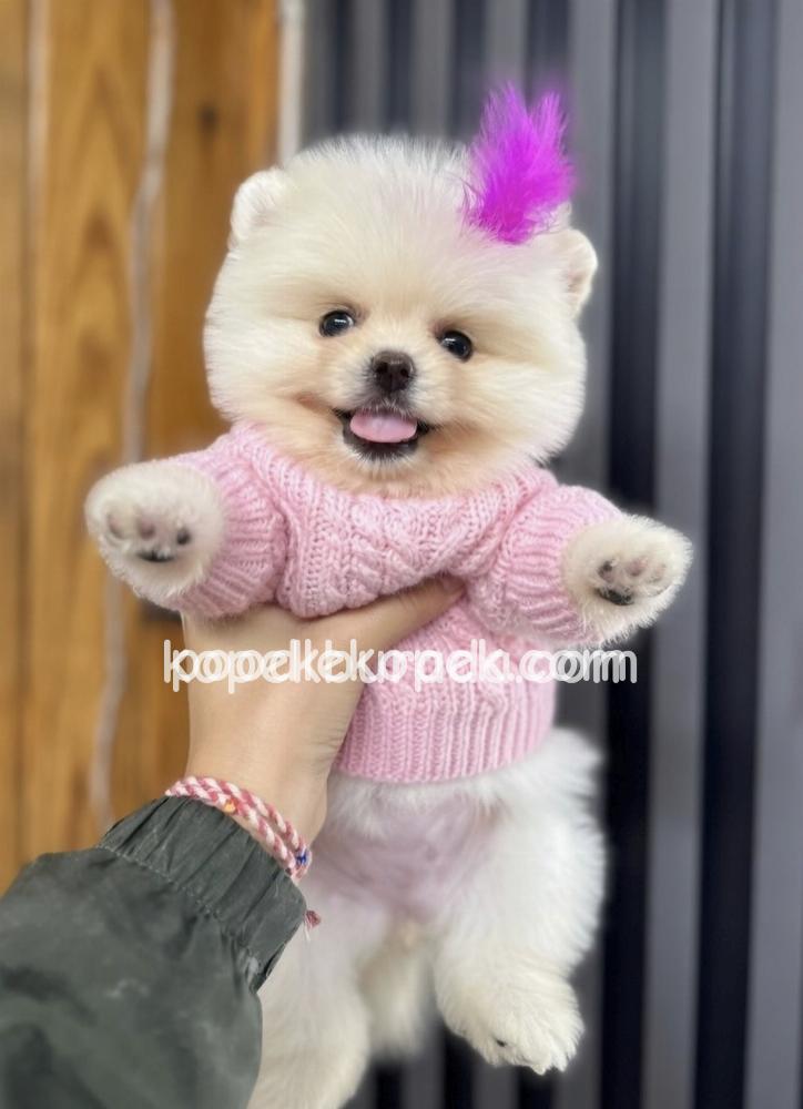 POMERANİAN BOO SEVİMLİ YAVRULAR – 4. fotoğraf