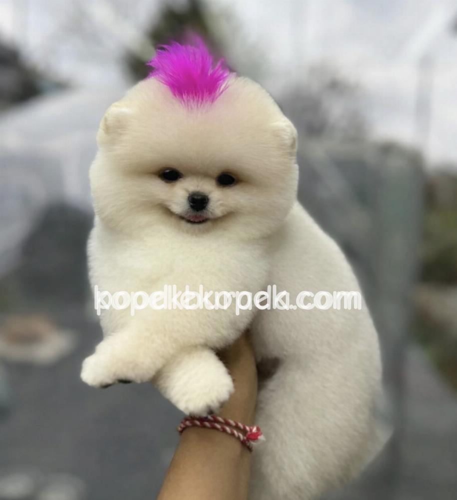 POMERANİAN BOO SEVİMLİ YAVRULAR – 6. fotoğraf