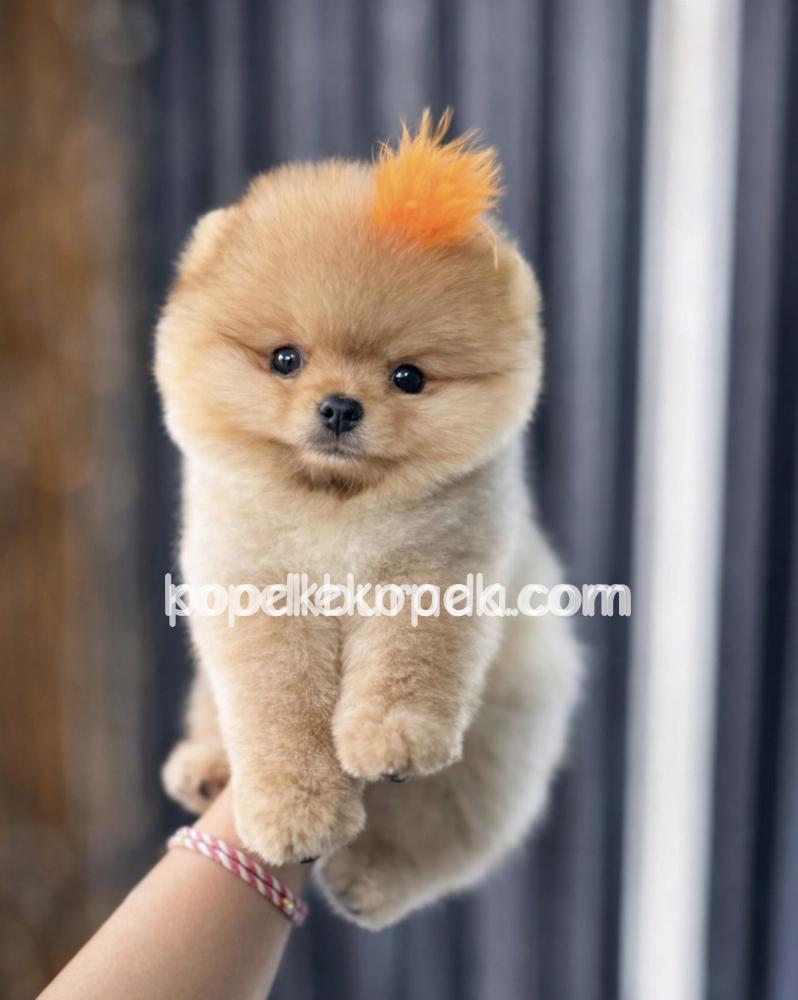 POMERANİAN BOO SEVİMLİ YAVRULAR – 7. fotoğraf