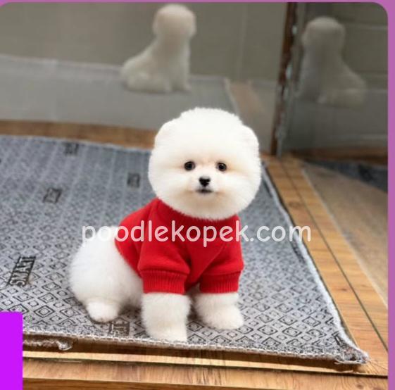 POMERRİAN BOO SEVİMLİ YAVRULAR – 1. fotoğraf
