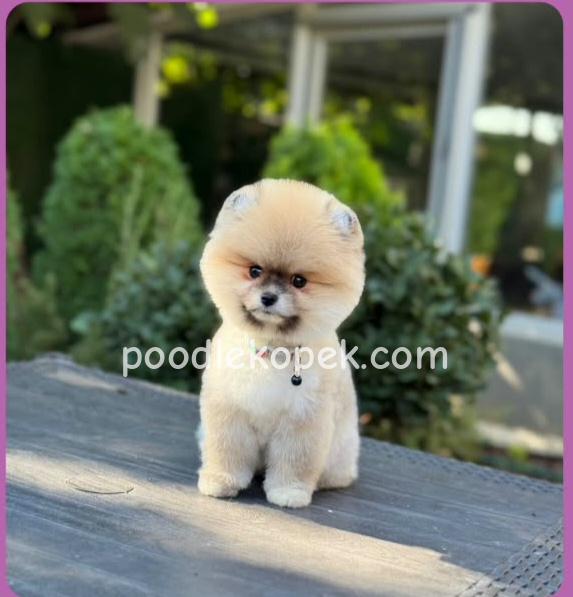 POMERRİAN BOO SEVİMLİ YAVRULAR – 2. fotoğraf