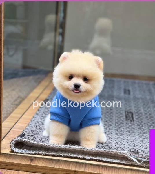 POMERRİAN BOO SEVİMLİ YAVRULAR – 3. fotoğraf