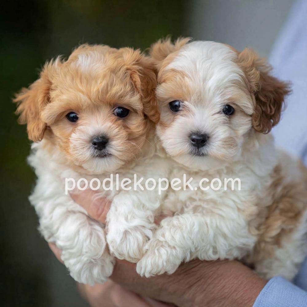 RENKLİ SAF KAN MALTİPOO CİNSİ YAVRULAR – 2. fotoğraf