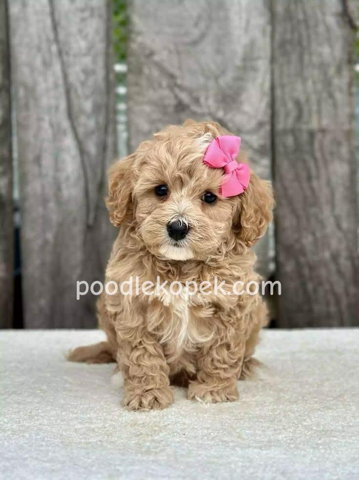 RENKLİ SAF KAN MALTİPOO CİNSİ YAVRULAR – 3. fotoğraf