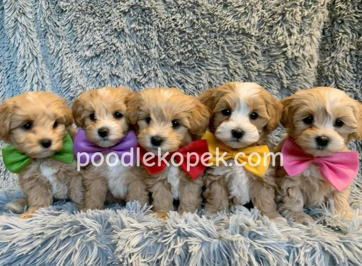 SEVİMLİ MALTİPOO CİNSİ YAVRULAR EV ÜRETİMİ – 1. fotoğraf