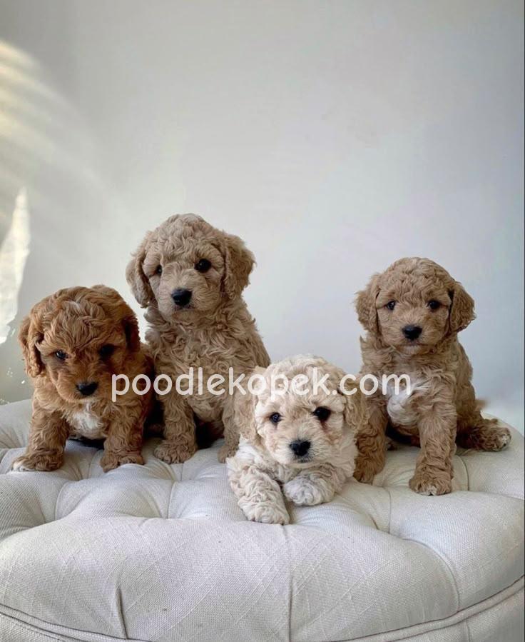 SEVİMLİ MALTİPOO CİNSİ YAVRULAR EV ÜRETİMİ – 2. fotoğraf