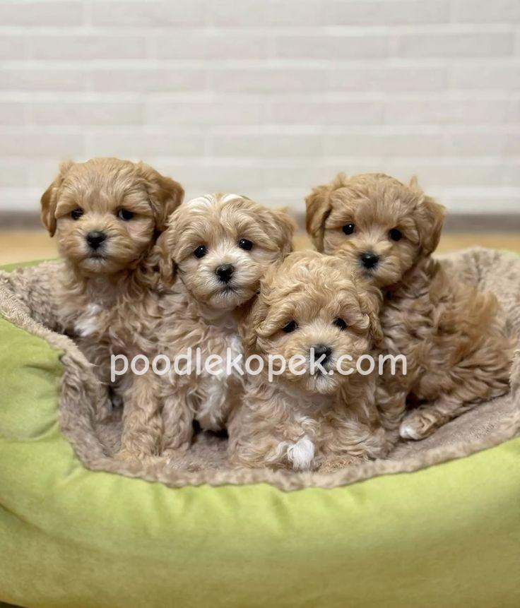 SEVİMLİ MALTİPOO CİNSİ YAVRULAR EV ÜRETİMİ – 3. fotoğraf