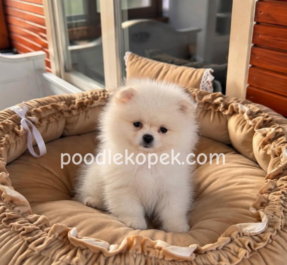 SEVİMLİ POMERANİAN BOO AYI SURATLI YAVRULARIMIZ – 1. fotoğraf