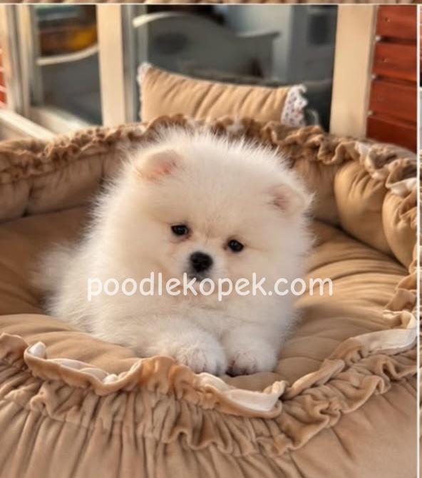 SEVİMLİ POMERANİAN BOO AYI SURATLI YAVRULARIMIZ – 2. fotoğraf