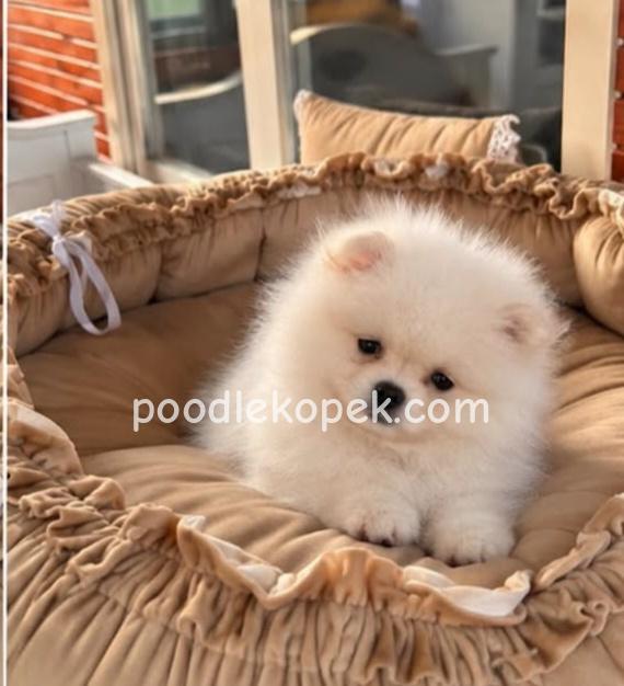 SEVİMLİ POMERANİAN BOO AYI SURATLI YAVRULARIMIZ – 3. fotoğraf