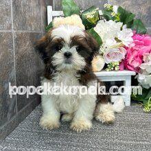SHİH TZU CİNSİ EV ÜRETİMİ YAVRULAR – 1. fotoğraf