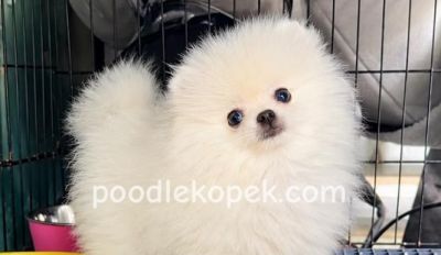 AYI SURATLI POMERRİAN BOO SEVİMLİ YAVRULAR