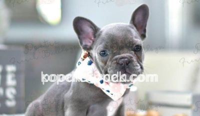 FRENCH BULLDOG SEVİMLİ YAVRULAR
