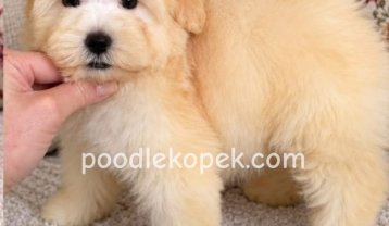 KAHVE BEYAZ RENKLİ MALTİPOO CİNSİ YAVRULAR