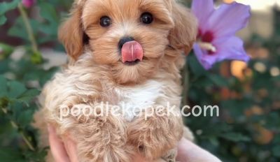 KAHVE TONLU MALTİPOO CİNSİ YAVRULAR