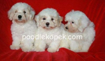 KAR BEYAZ MALTESE TERRİER CİNSLERİ