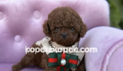 KIPKIRMIZI RED TOY POODLE SEVİMLİ YAVRULAR