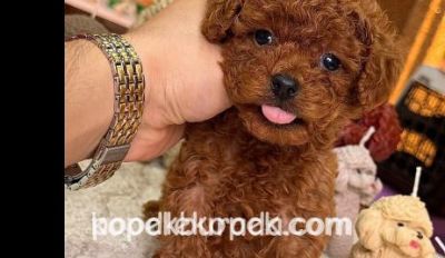 KIVIRCIK TÜYLÜ SEVİMLİ TOY POODLE YAVRUMUZ