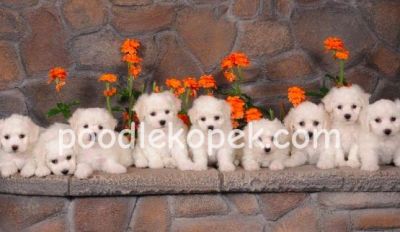 MALTESE TERRİER CİNSİ YAVRULAR EV ÜRETİMİ YAVRULAR