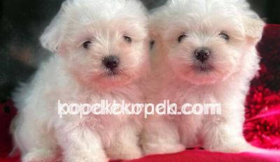 MALTESE TERRİER CİNSİ