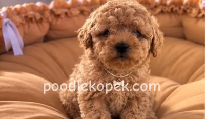 MALTİPOO CİNSİ YAVRULAR