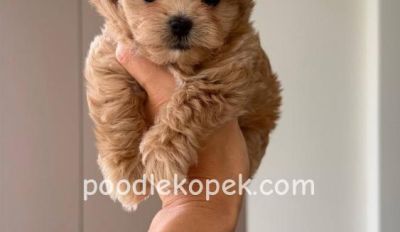 MALTİPOO