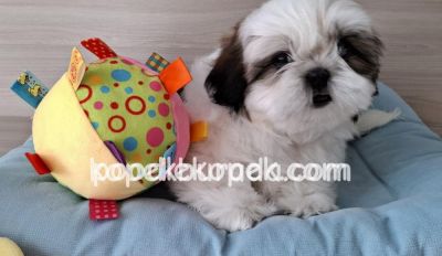 PEKİNEZ CİNSİ YAVRULAR EV ÜRETİMİ