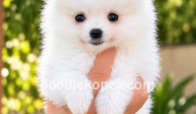 POMERANİAN BOO SEVİMLİ YAVRULAR
