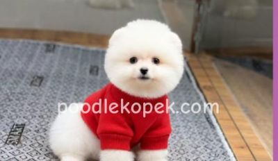 POMERRİAN BOO SEVİMLİ YAVRULAR