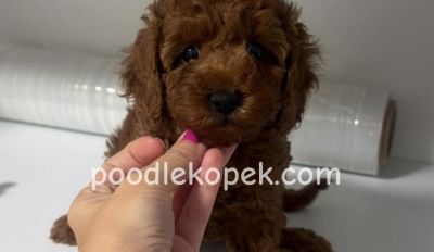 RED TOY POODLE KIPKIRMIZI YAVRULAR