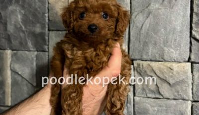 RED TOY POODLE KIPKIRMIZI YAVRULAR