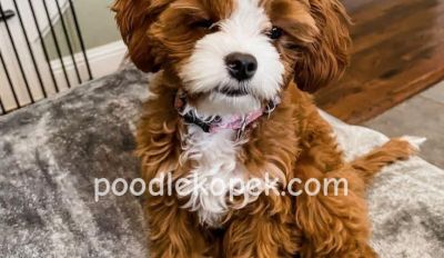 RENKLİ SAF KAN MALTİPOO CİNSİ YAVRULAR