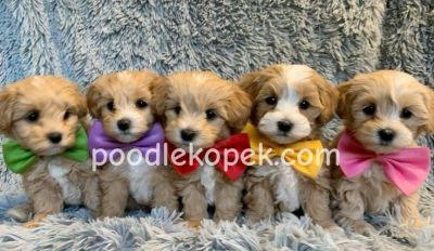 SEVİMLİ MALTİPOO CİNSİ YAVRULAR EV ÜRETİMİ