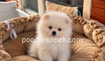 SEVİMLİ POMERANİAN BOO AYI SURATLI YAVRULARIMIZ