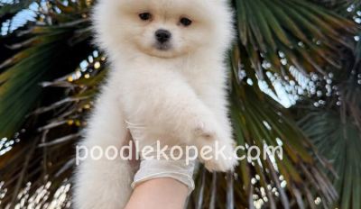 SEVİMLİ POMERANİAN BOO AYI SURATLI YAVRULARIMIZ