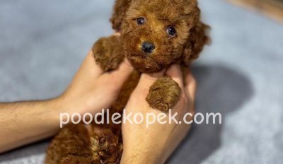 SEVİMLİ TOY POODLE KIPKIRMIZI YAVRULAR