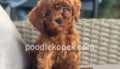 TOY POODLE SEVİMLİ YAVRULAR EV ÜRETİMİ