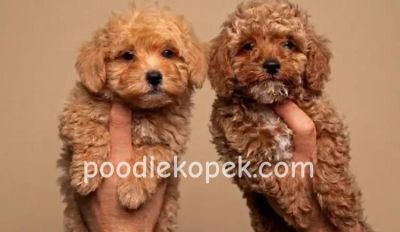 TOY POODLE SEVİMLİ YAVRULAR EV ÜRETİMİ