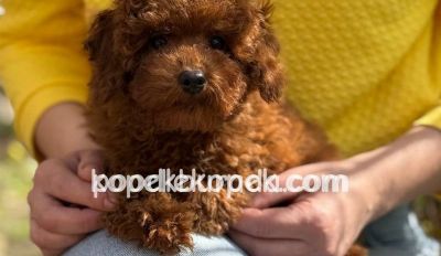 TOY POODLE SEVİMLİ YAVRULAR
