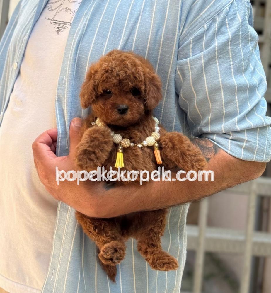 TOY POODLE SEVİMLİ YAVRULAR EV ÜRETİMİ – 1. fotoğraf