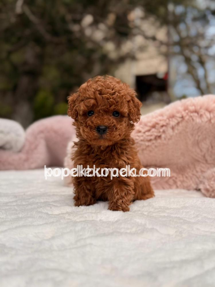 TOY POODLE SEVİMLİ YAVRULAR EV ÜRETİMİ – 2. fotoğraf