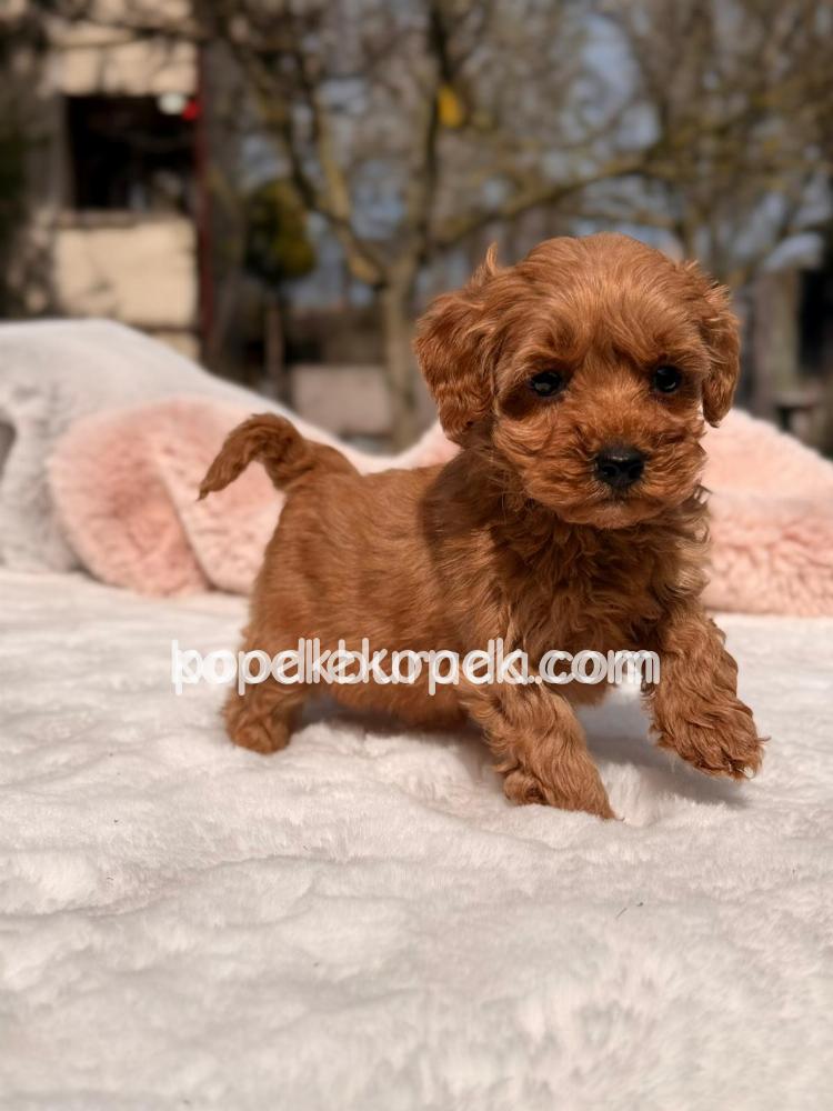 TOY POODLE SEVİMLİ YAVRULAR EV ÜRETİMİ – 3. fotoğraf