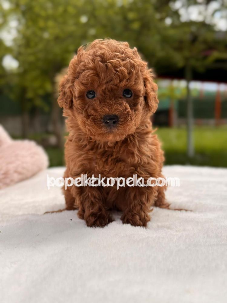 TOY POODLE SEVİMLİ YAVRULAR EV ÜRETİMİ – 4. fotoğraf