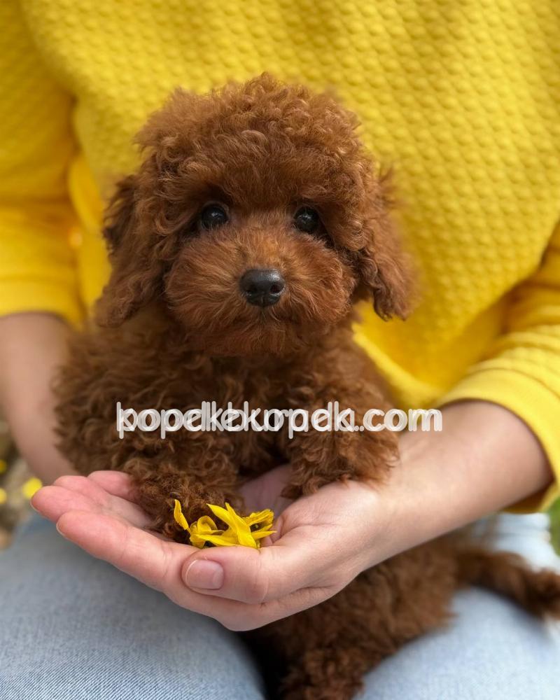 TOY POODLE SEVİMLİ YAVRULAR – 2. fotoğraf