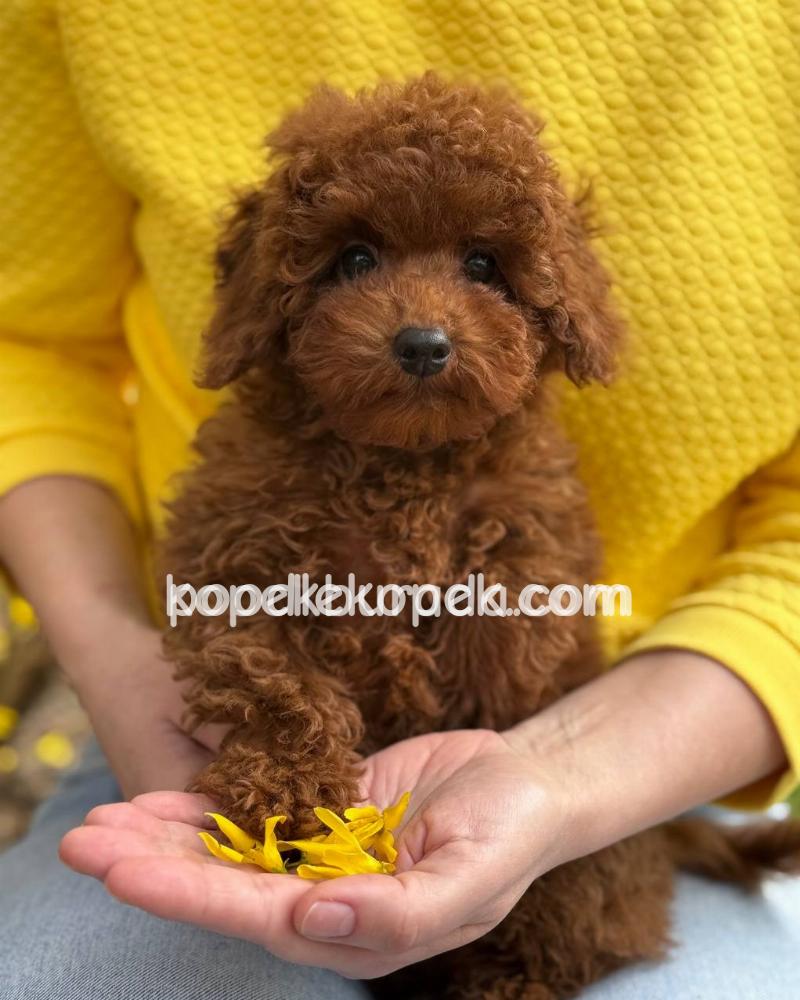 TOY POODLE SEVİMLİ YAVRULAR – 4. fotoğraf